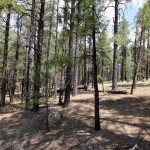 cabin for sale in flagstaff