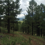 land for sale in Flagstaff az