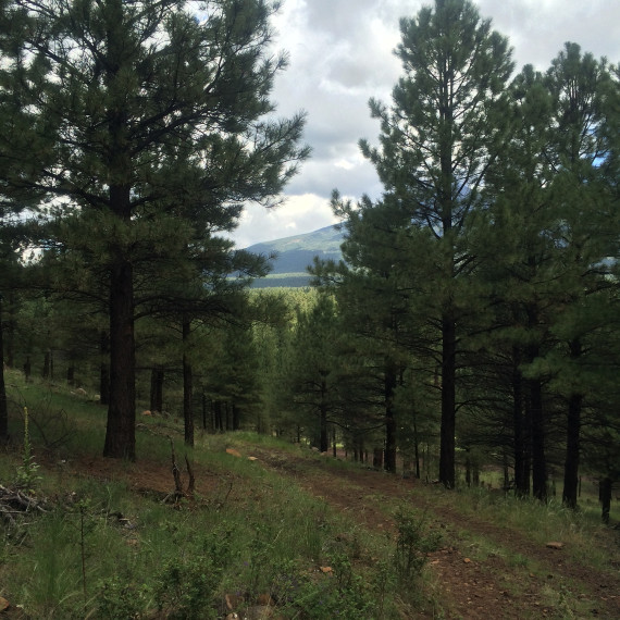 Flagstaff Land for Sale 4495 Hidden Hollow Rd