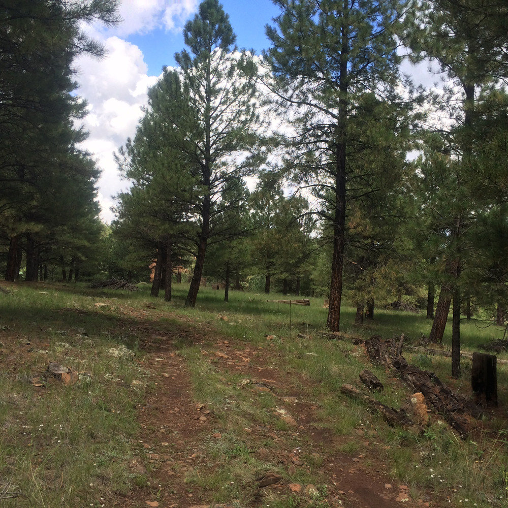 Flagstaff Land for Sale 4495 Hidden Hollow Rd
