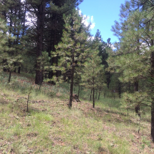 Flagstaff Land for Sale 4495 Hidden Hollow Rd