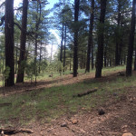 land for sale in Flagstaff az