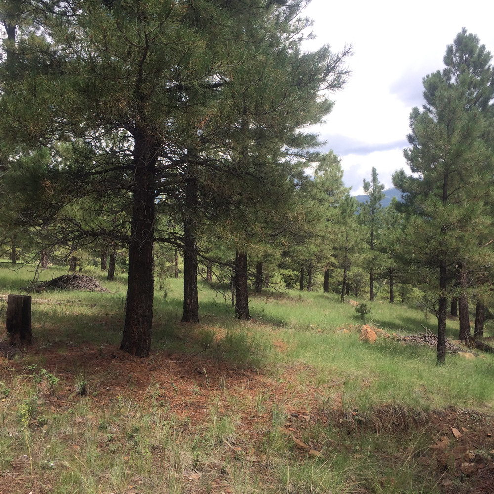 Flagstaff Land for Sale 4495 Hidden Hollow Rd