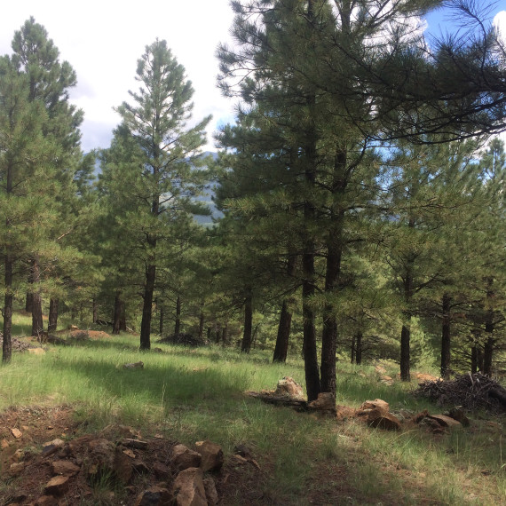 Flagstaff Land for Sale 4495 Hidden Hollow Rd
