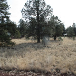 Sherwood Forest Estates Lot for Sale Flagstaff